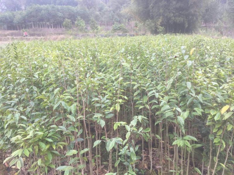 沉香树苗80~100cm