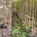 沉香树苗80~100cm