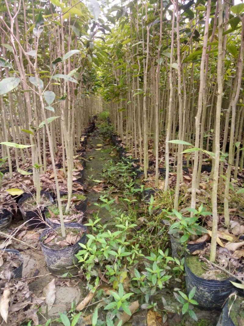 沉香树苗80~100cm