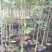 沉香树苗80~100cm