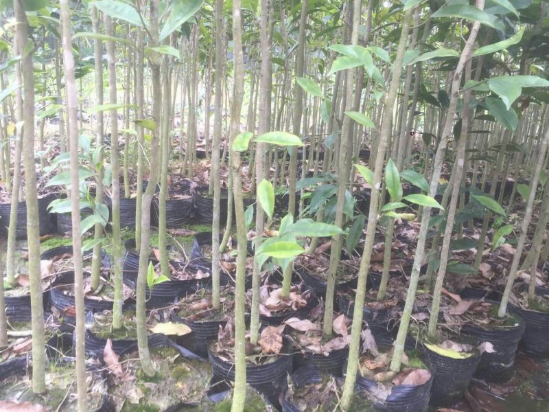 沉香树苗80~100cm