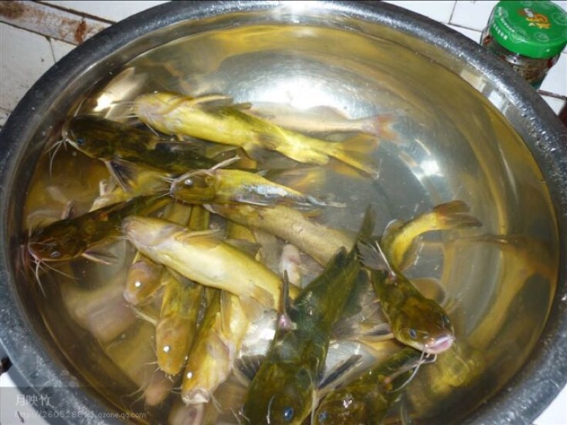 黄颡人工养殖3~5两