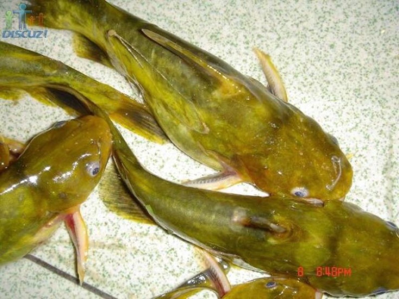 黄颡人工养殖3~5两