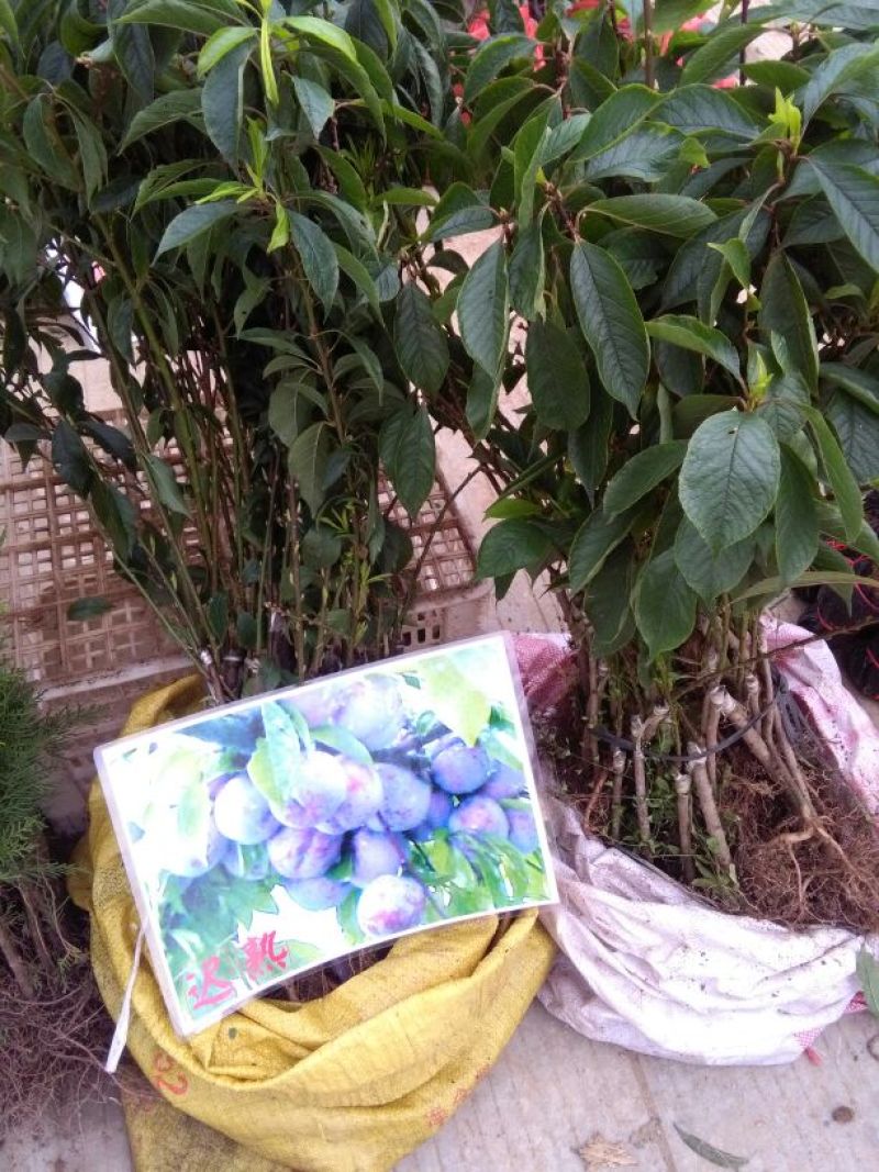 三华李树苗30~40cm