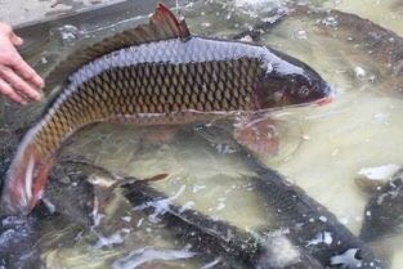 鲤鱼1~2公斤食用