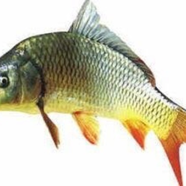 鲤鱼1~2公斤食用