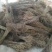 突尼斯软籽石榴树苗实生苗30~40cm