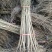 突尼斯软籽石榴树苗实生苗30~40cm