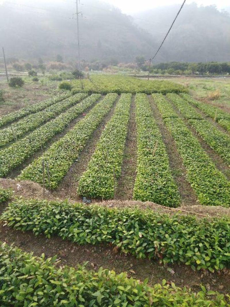 肉桂苗50~60cm