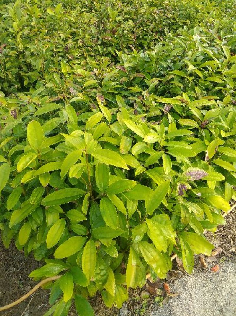 肉桂苗50~60cm