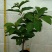 西瓜番石榴苗30~50cm