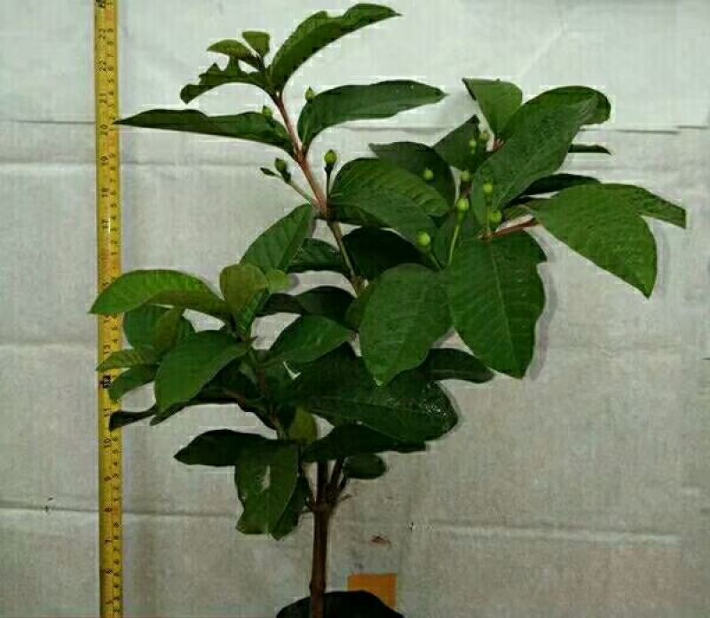 西瓜番石榴苗30~50cm