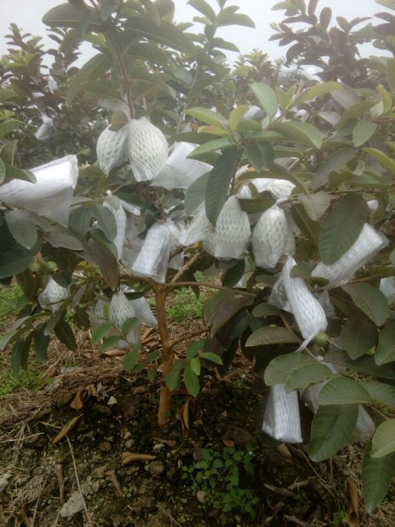 西瓜番石榴苗30~50cm
