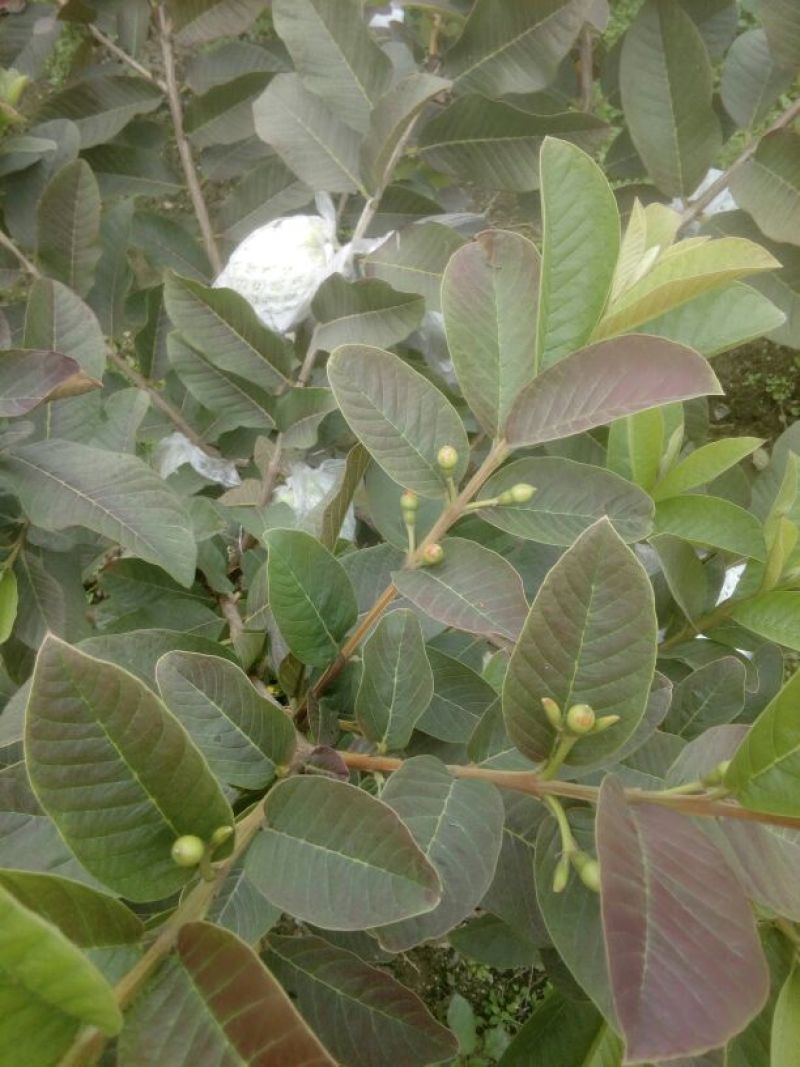 西瓜番石榴苗30~50cm