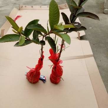 西瓜番石榴苗30~50cm