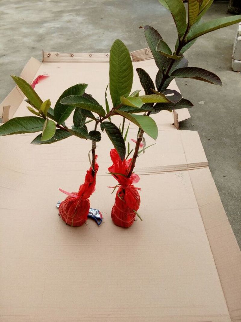 西瓜番石榴苗30~50cm