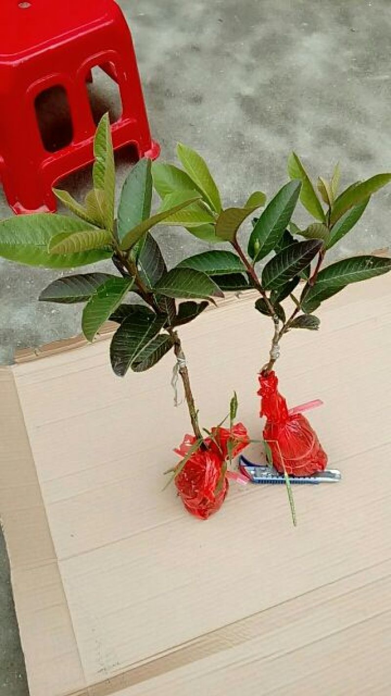 西瓜番石榴苗30~50cm