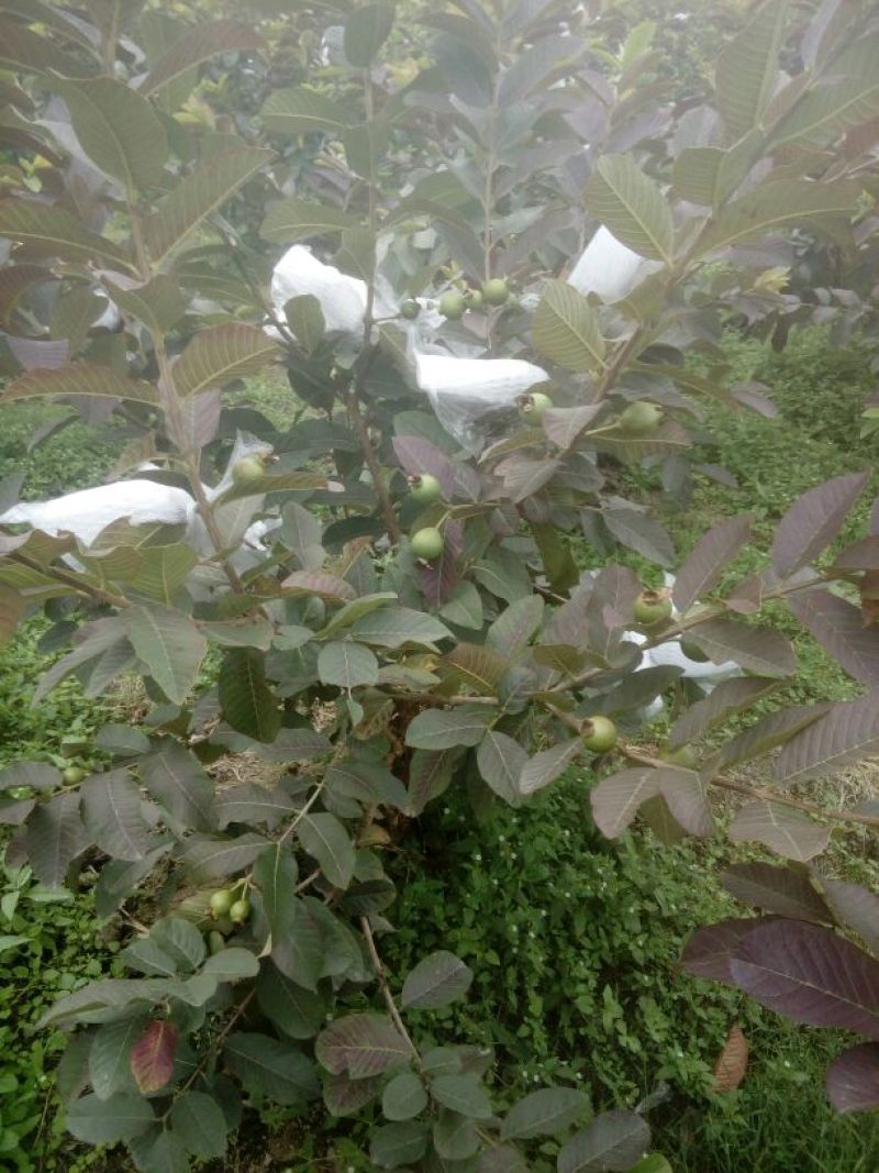 西瓜番石榴苗30~50cm