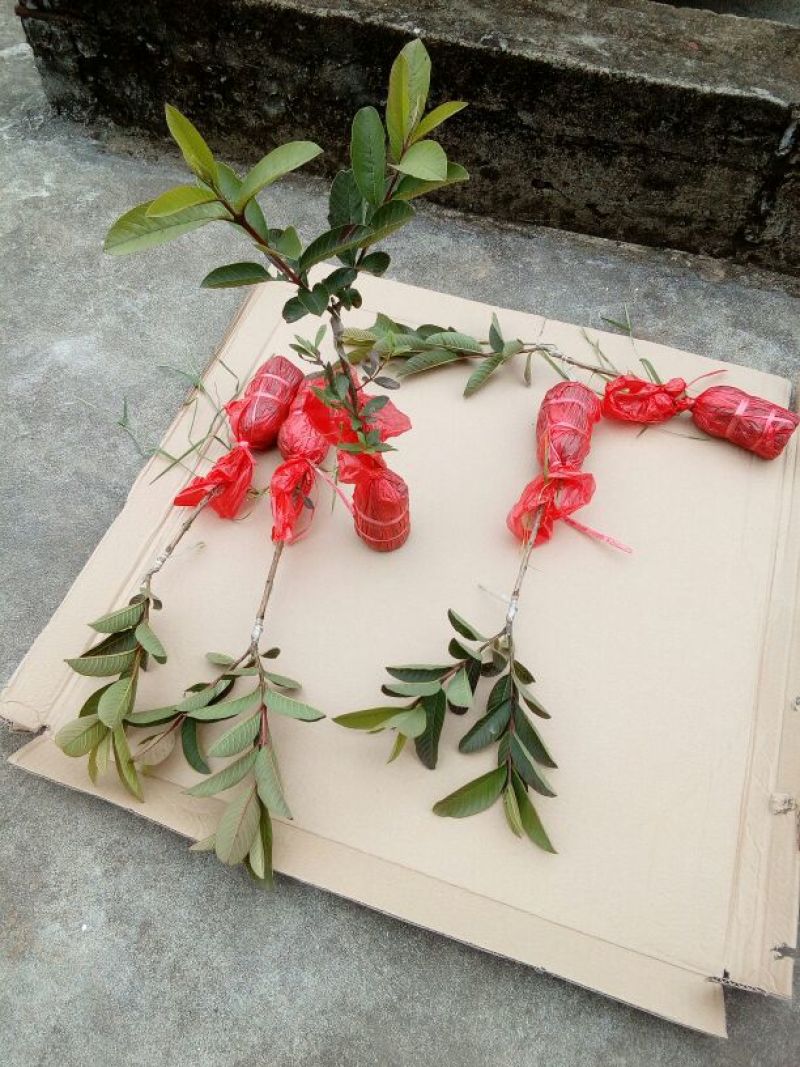 西瓜番石榴苗30~50cm