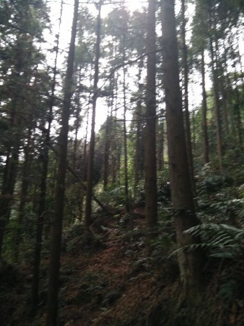 杉树苗，杉木苗，刺杉苗，香杉苗