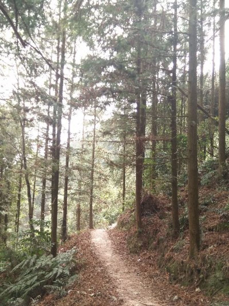 杉树苗，杉木苗，刺杉苗，香杉苗