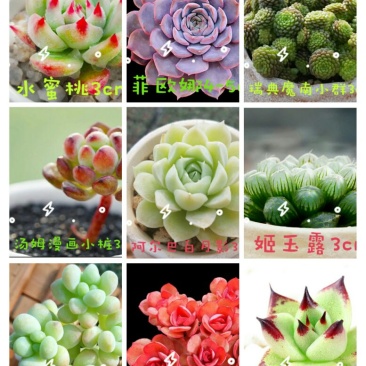 多肉植物不含盆