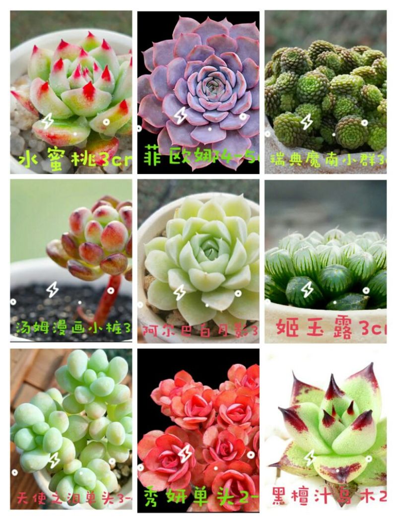 多肉植物不含盆