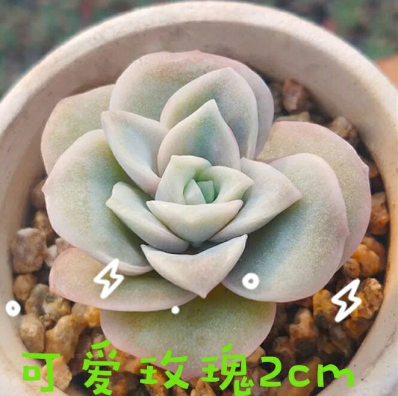 多肉植物不含盆