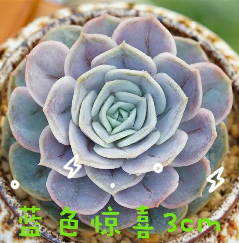 多肉植物不含盆