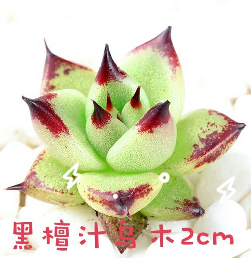 多肉植物不含盆