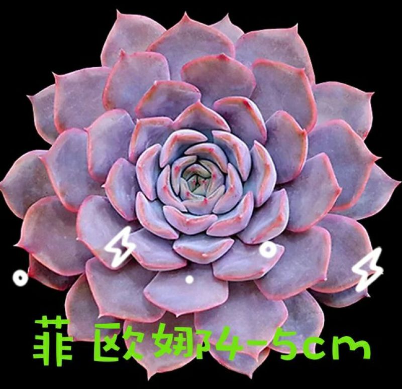 多肉植物不含盆