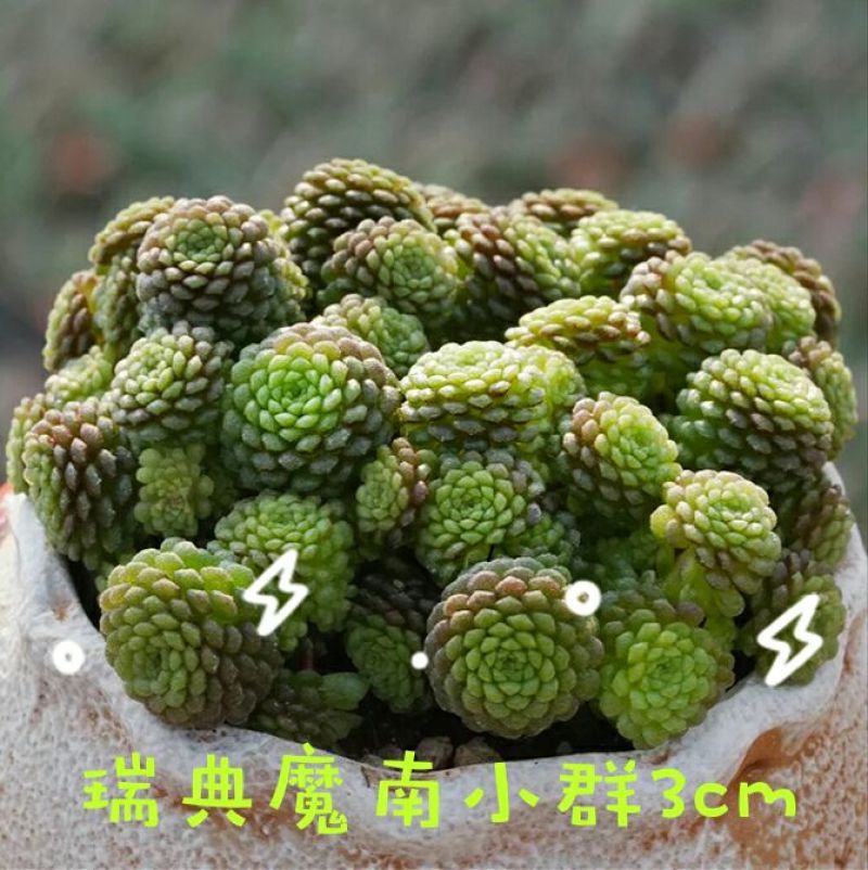 多肉植物不含盆