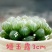 多肉植物不含盆