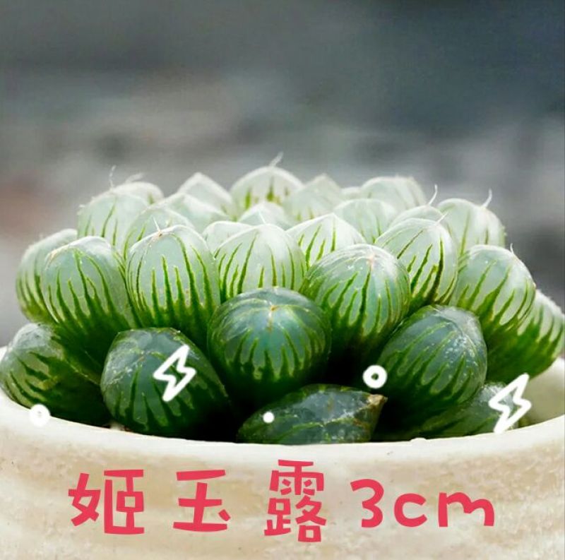 多肉植物不含盆