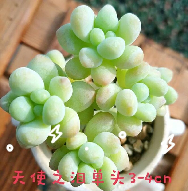 多肉植物不含盆
