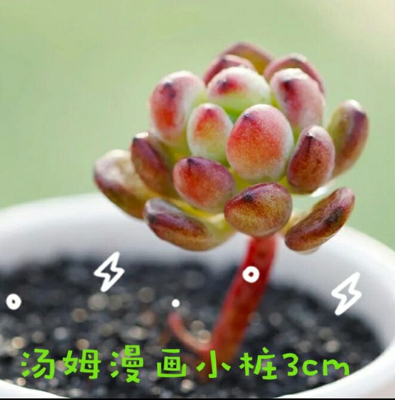 多肉植物不含盆