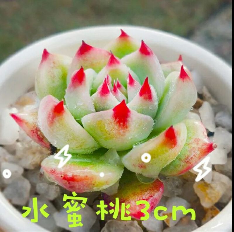 多肉植物不含盆
