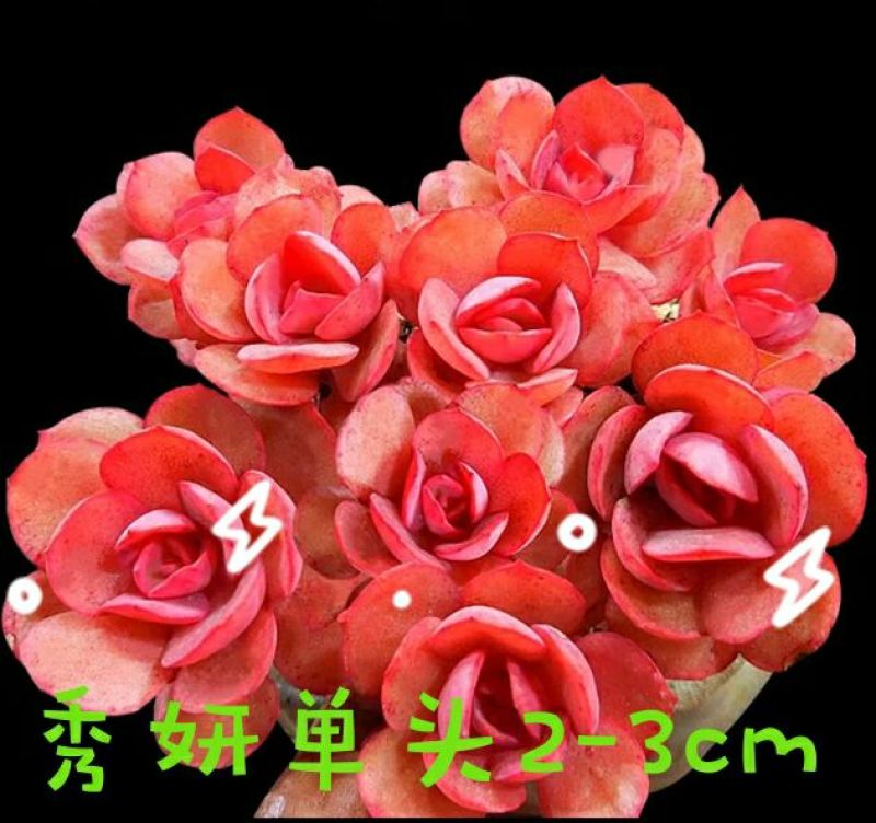 多肉植物不含盆