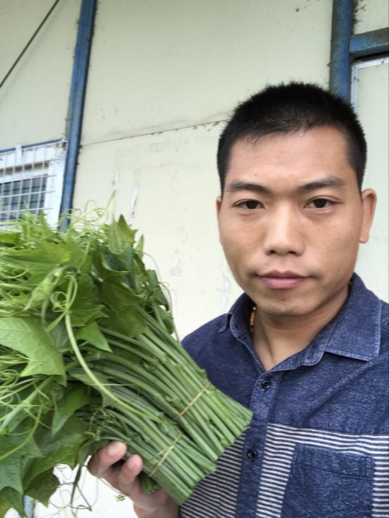 龙须菜嫩