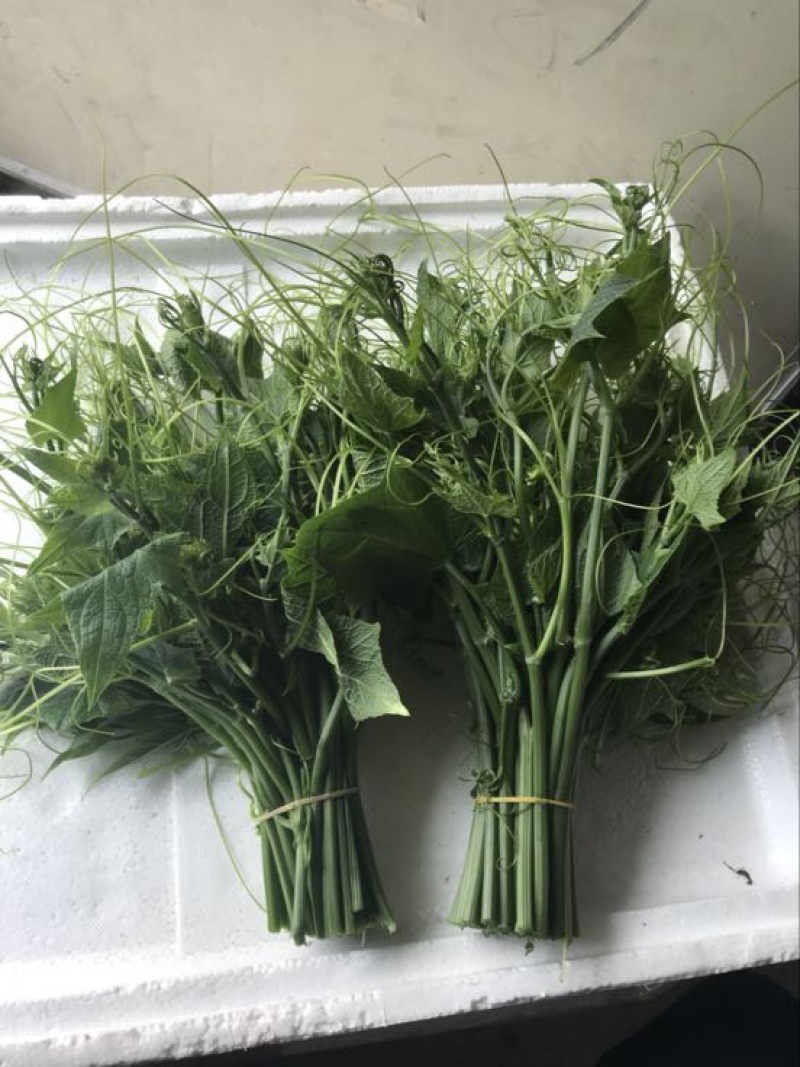 龙须菜嫩