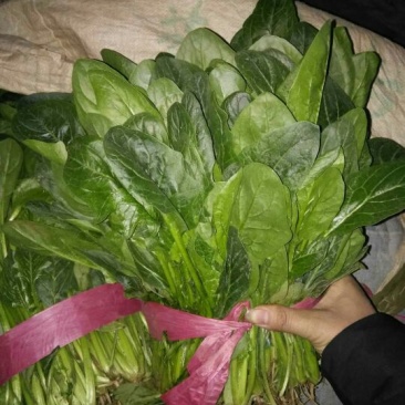 菠菜20~25厘米