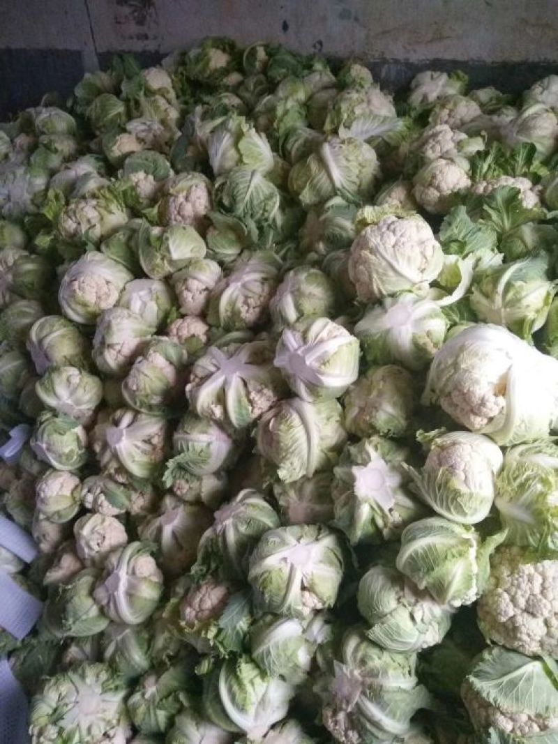 汉中菜花1~3斤乳白紧花个头匀称产地直供一手货