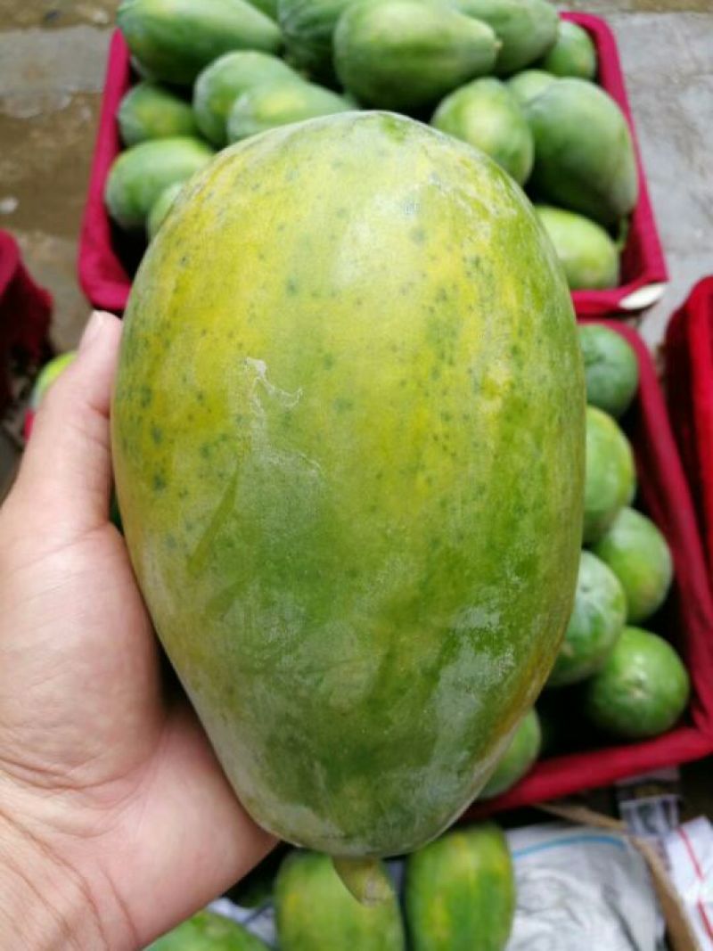 木瓜雷州木瓜八斤5个左右