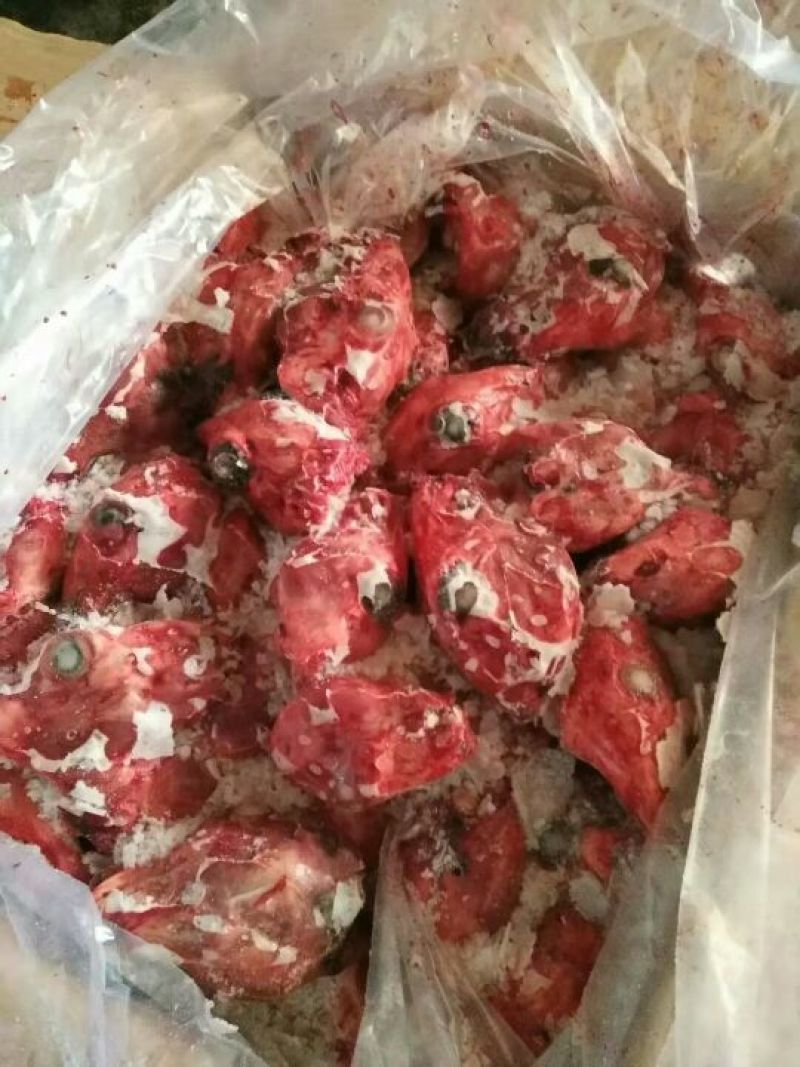 兔头大量供应。鲜货。冻货
