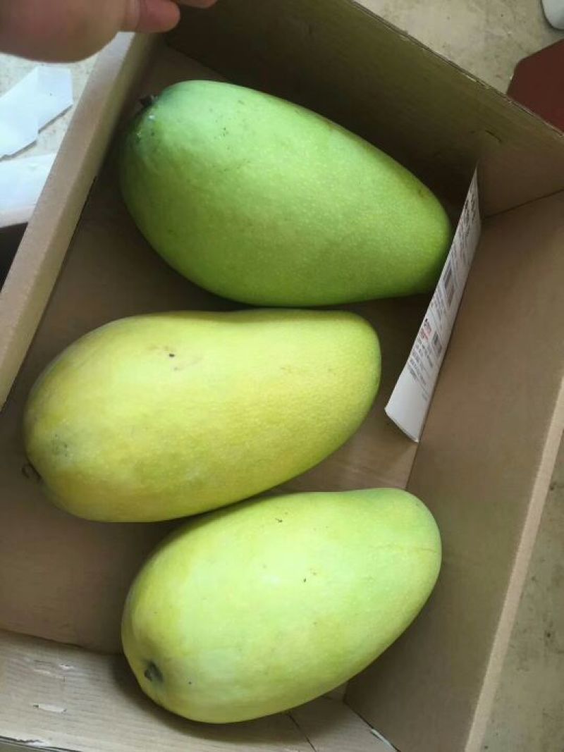 芒果海南金煌芒，一件代发