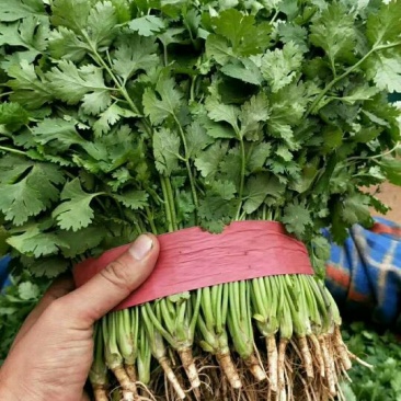《精品》大叶香菜20~30厘米，产地发货，质量保证
