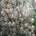 菲律宾（巴厘）菠萝2~2.5斤