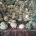 菲律宾（巴厘）菠萝2~2.5斤