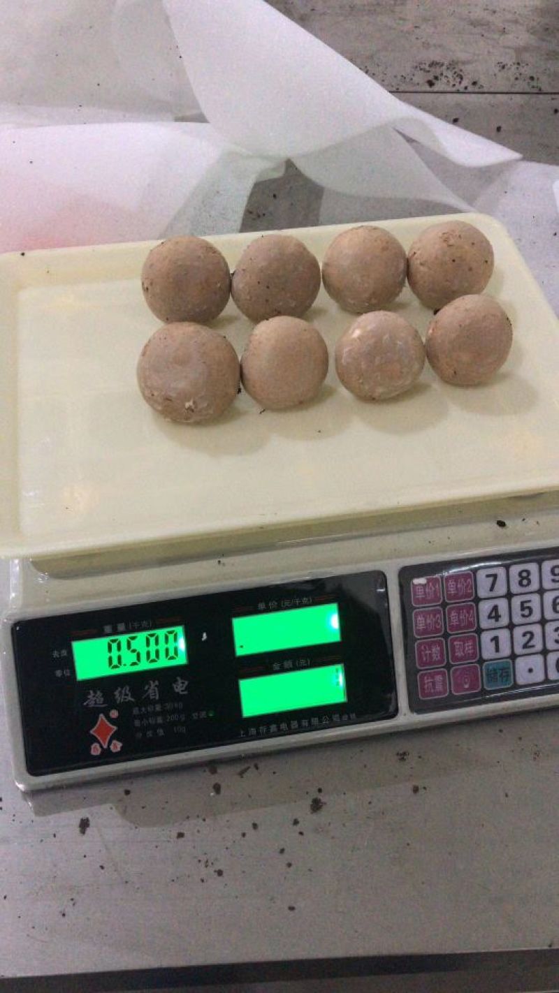 褐蘑菇一级4cm