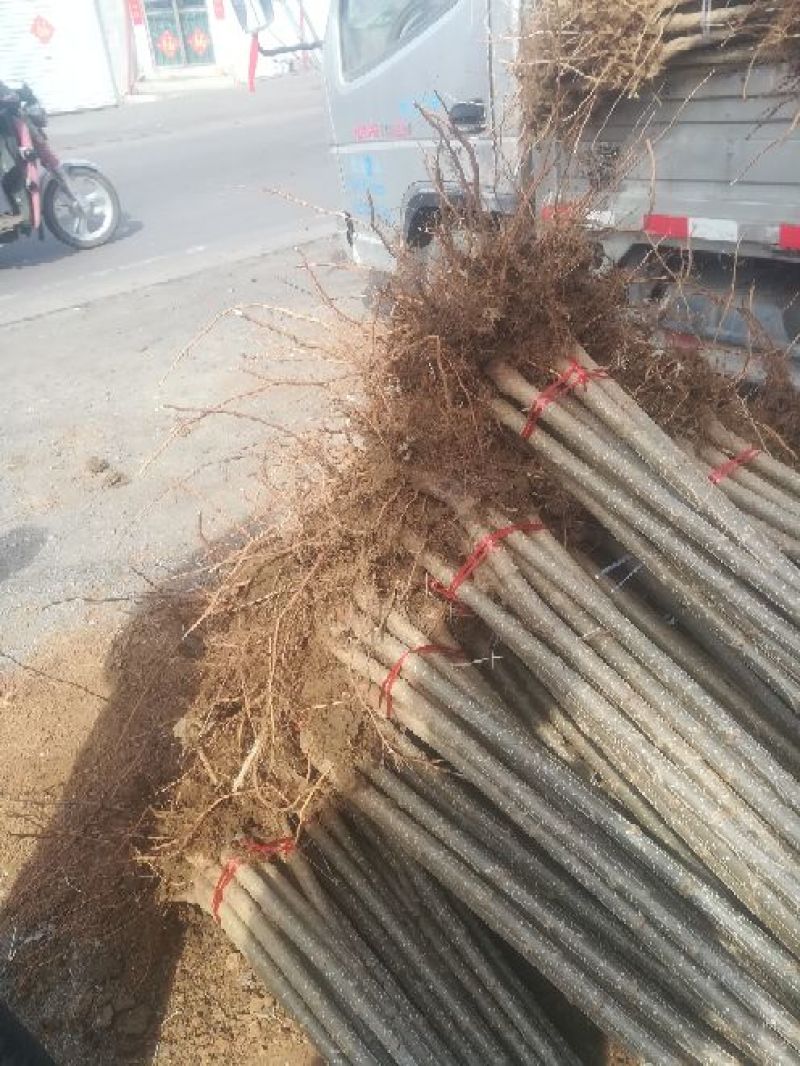 杨树苗2公分